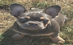 French Bulldog dogs for sale: Isabella wrapped in cream, fluffy carrier - Image 33
