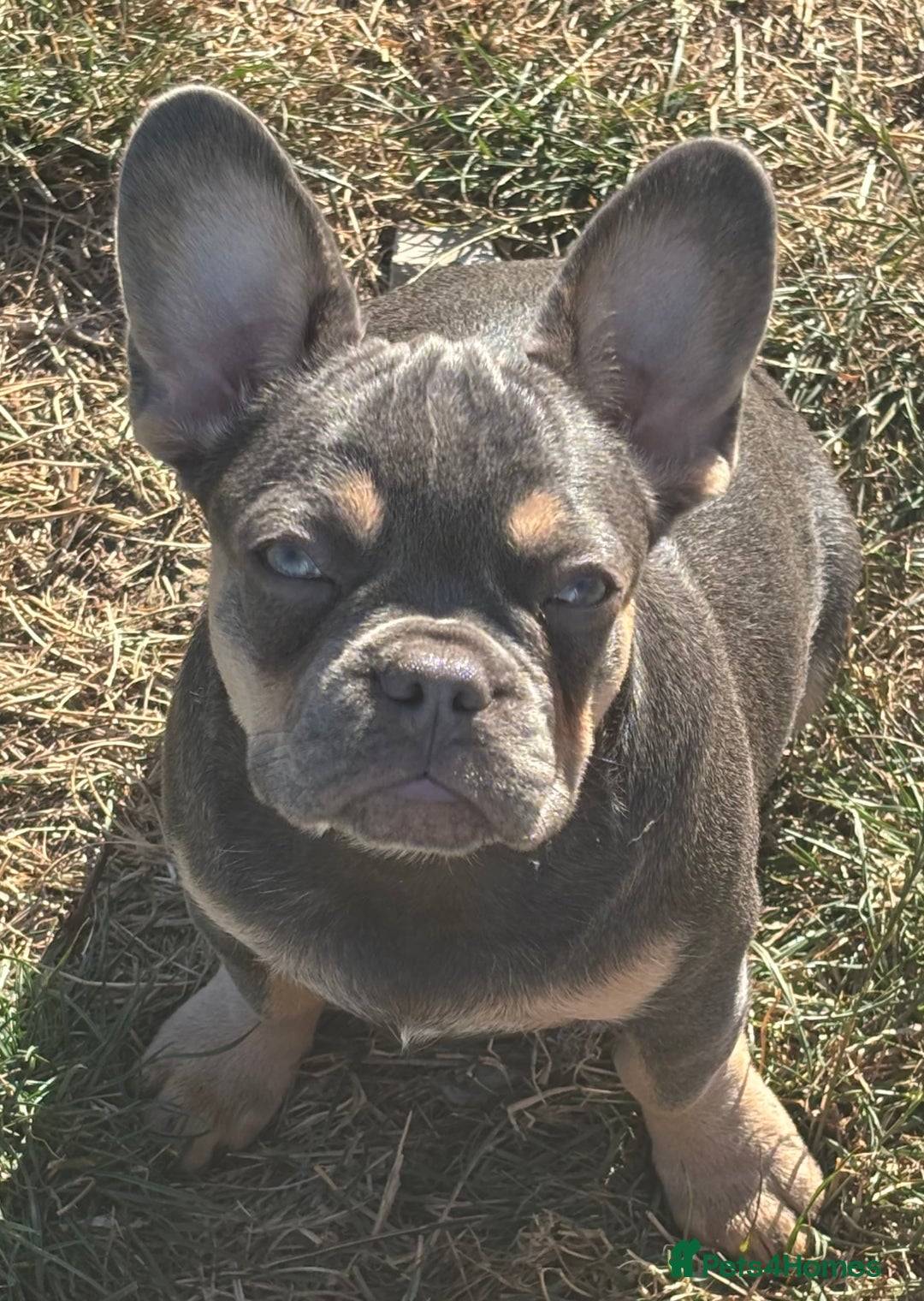French Bulldog dogs for sale: Isabella wrapped in cream, fluffy carrier - Image 33