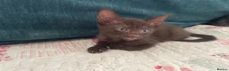 Mixed Breed cats for sale: Siamese x Maine coon kittens - Advert 6