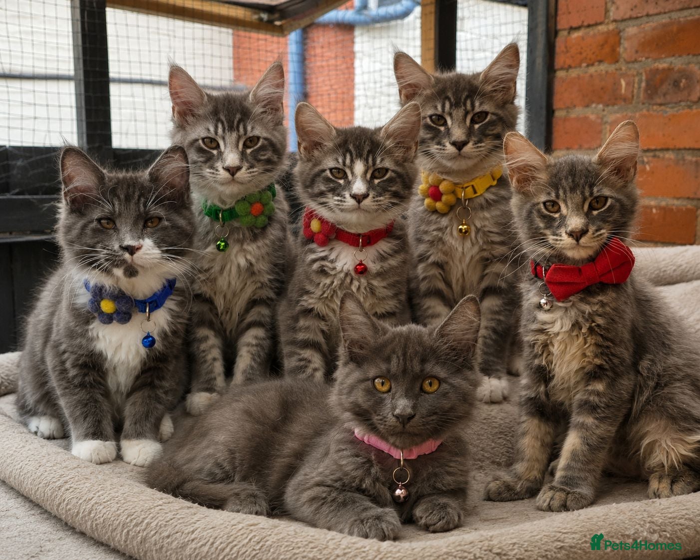 Maine Coon cats TICA Registered Maine Coon Kittens  - Advert 4