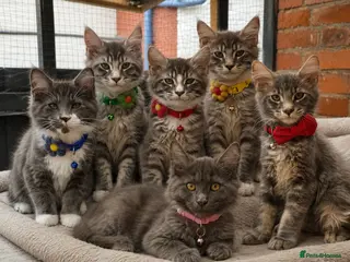 Maine Coon cats TICA Registered Maine Coon Kittens - Advert 4