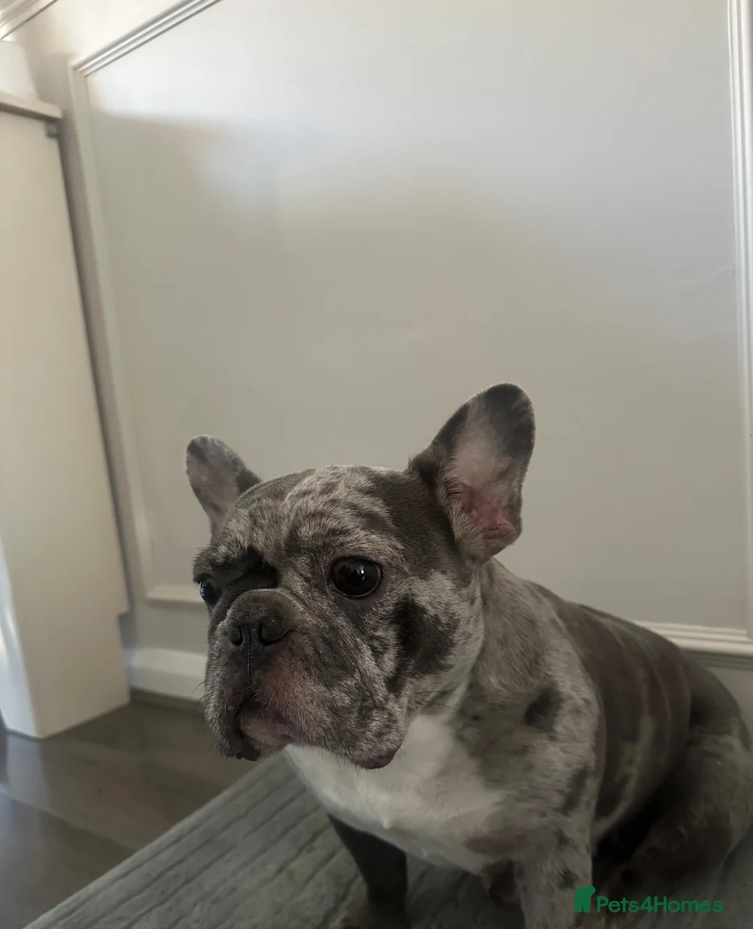 French Bulldog dogs for sale: French bulldog rehome - Advert 2