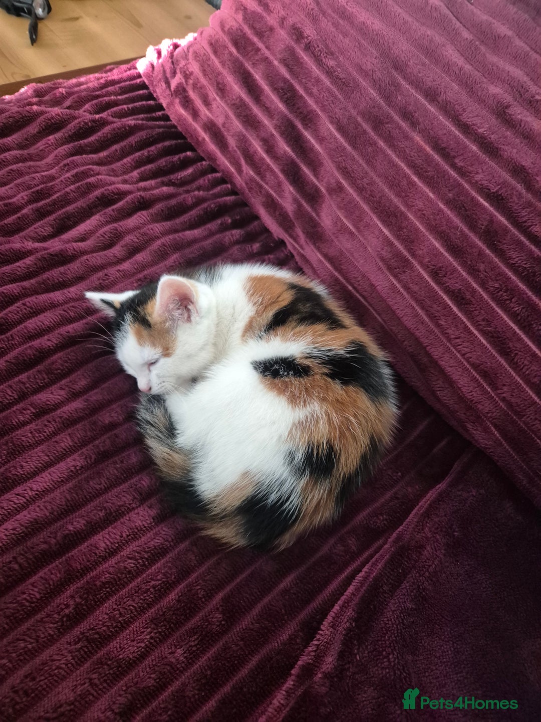 British Shorthair cats for sale: Kitten for sale ( its actually free...) - Advert 2