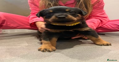 Rottweiler dogs - Advert 3