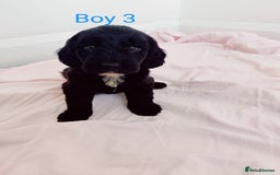 Cockapoo dogs for sale: Gorgeous Cockapoo Puppies  - Image 10