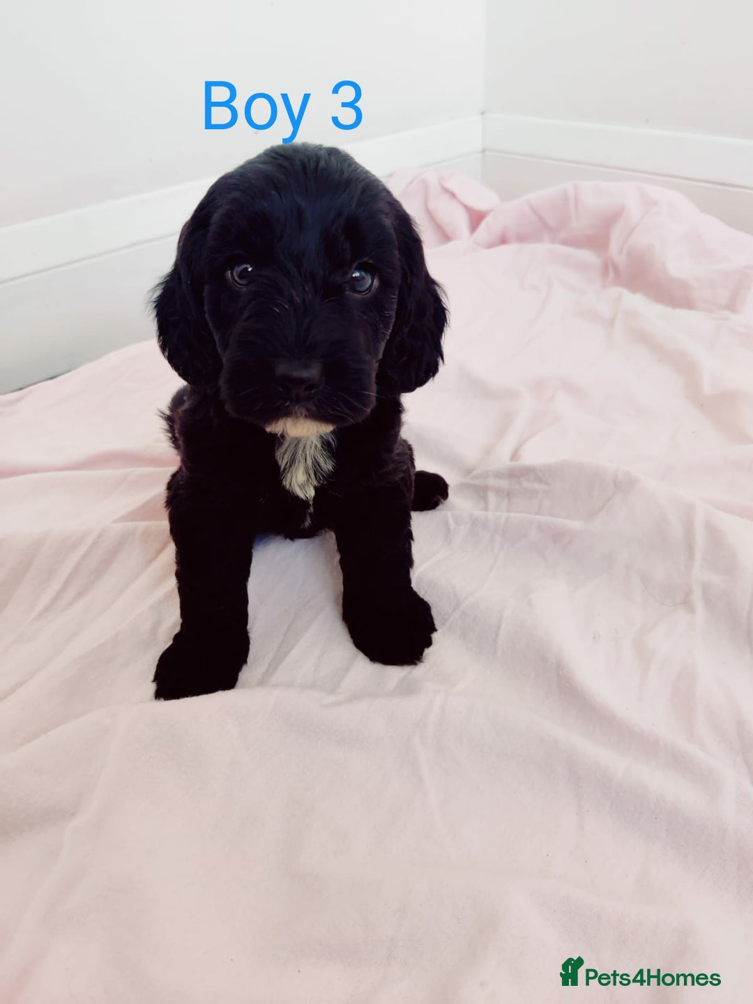 Cockapoo dogs for sale: Gorgeous Cockapoo Puppies  - Image 10