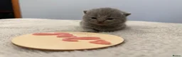 British Shorthair cats for sale: Beautiful Champion Bloodlined BSH kittens. - Advert 29