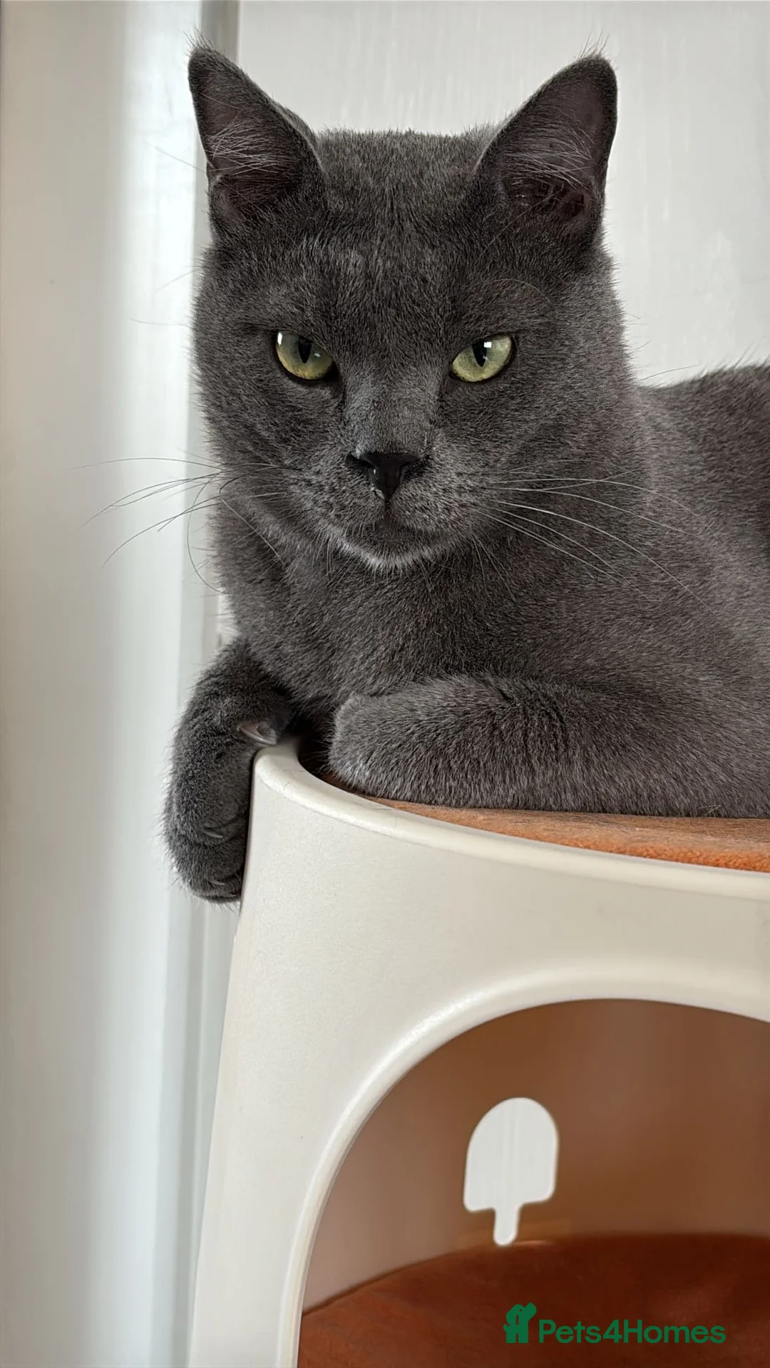 Russian Blue cats for sale: Meet beautiful Rupert - Advert 1