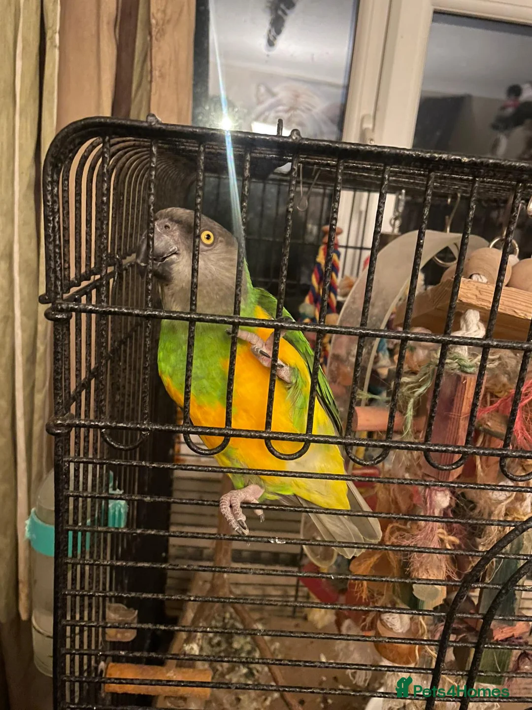 Parrots birds for sale: Parrots for sale - Advert 2