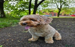 Cavapoo dogs for sale: Amazing Cavapoo - Image 2