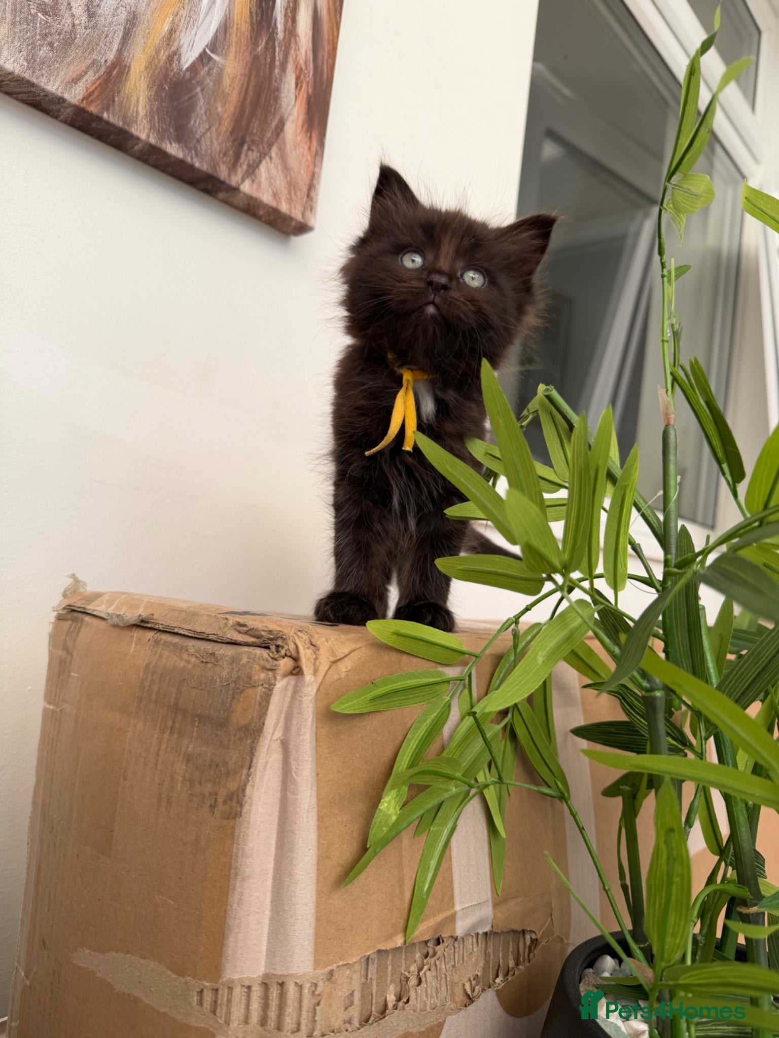 Ragdoll cats Ragdoll maincoon cross - Advert 10