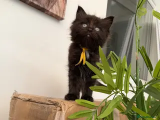 Ragdoll cats Ragdoll maincoon cross - Advert 10