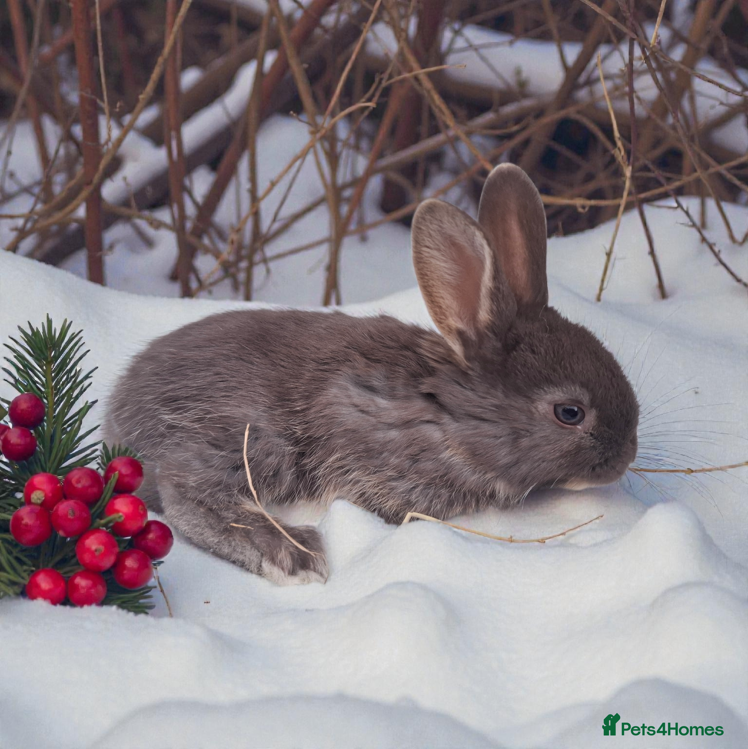 Mixed Breed rabbits Continental cross - Advert 1