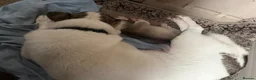Siberian Husky dogs for sale: Amazing Pure Siberian Huskies - Advert 1