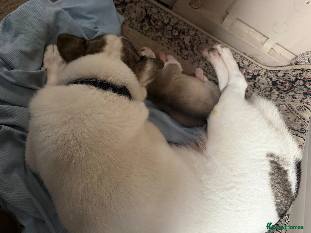 Siberian Husky dogs for sale: Amazing Pure Siberian Huskies - Advert 1
