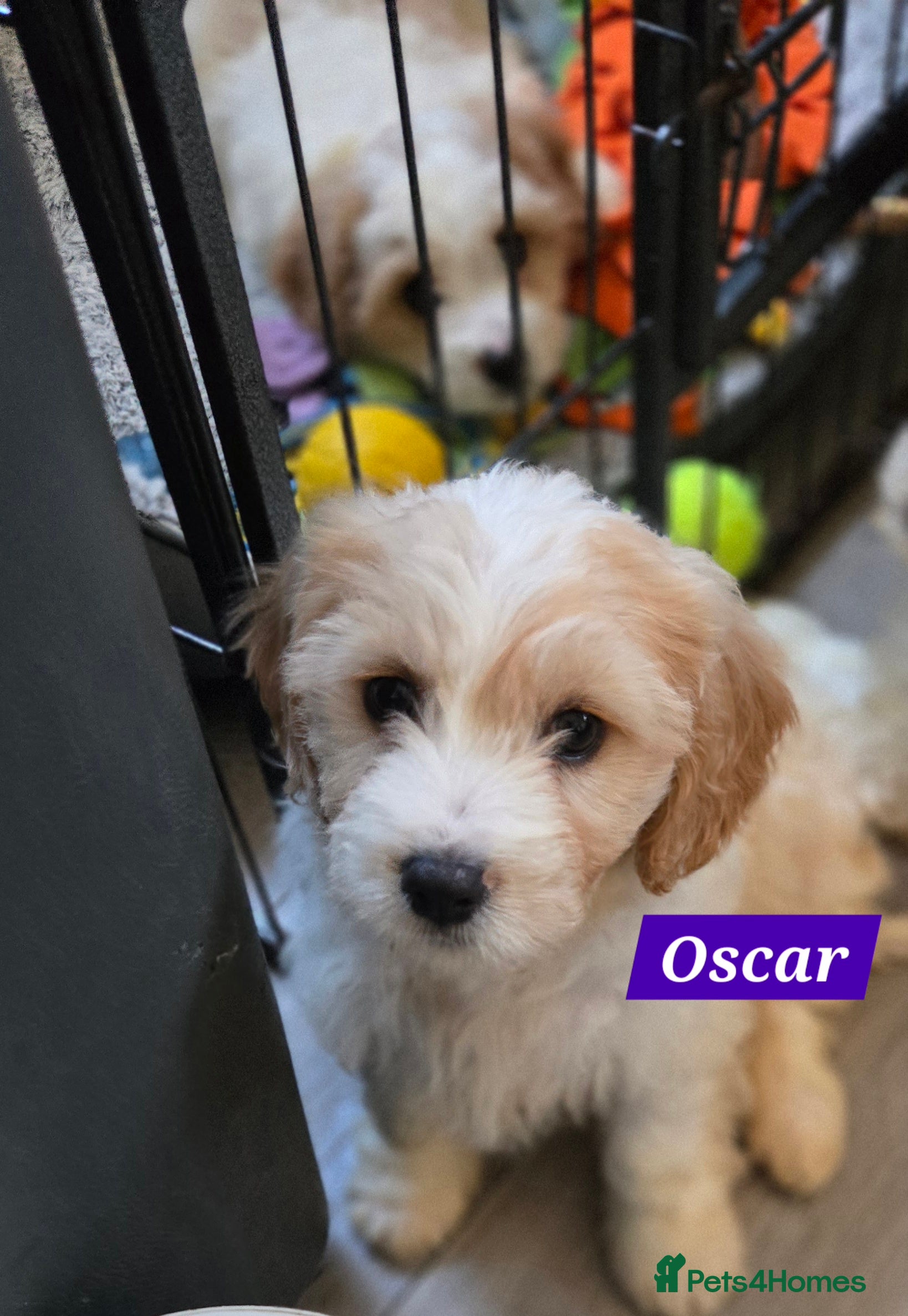 Cavachon dogs Gorgeous Cavachon puppies - Advert 2