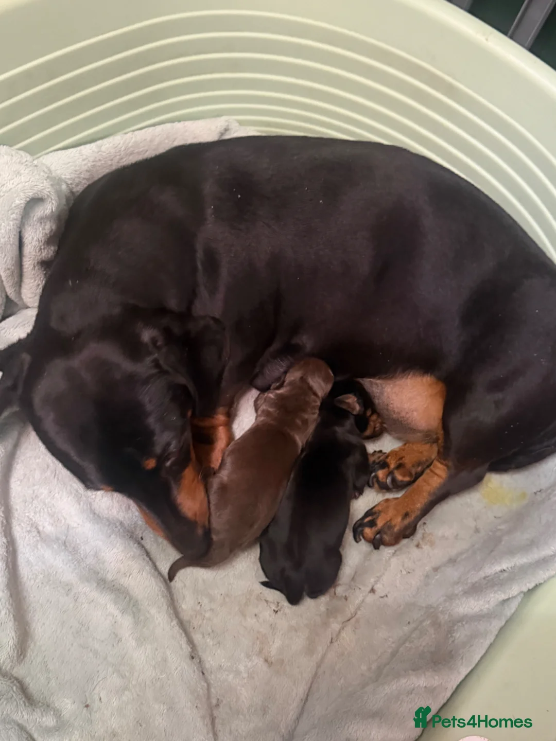 Miniature Dachshund dogs for sale: Dachshund miniature smooth hair pups - Advert 1