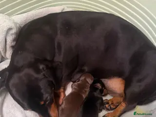 Miniature Dachshund dogs Dachshund miniature smooth hair pups - Advert 5