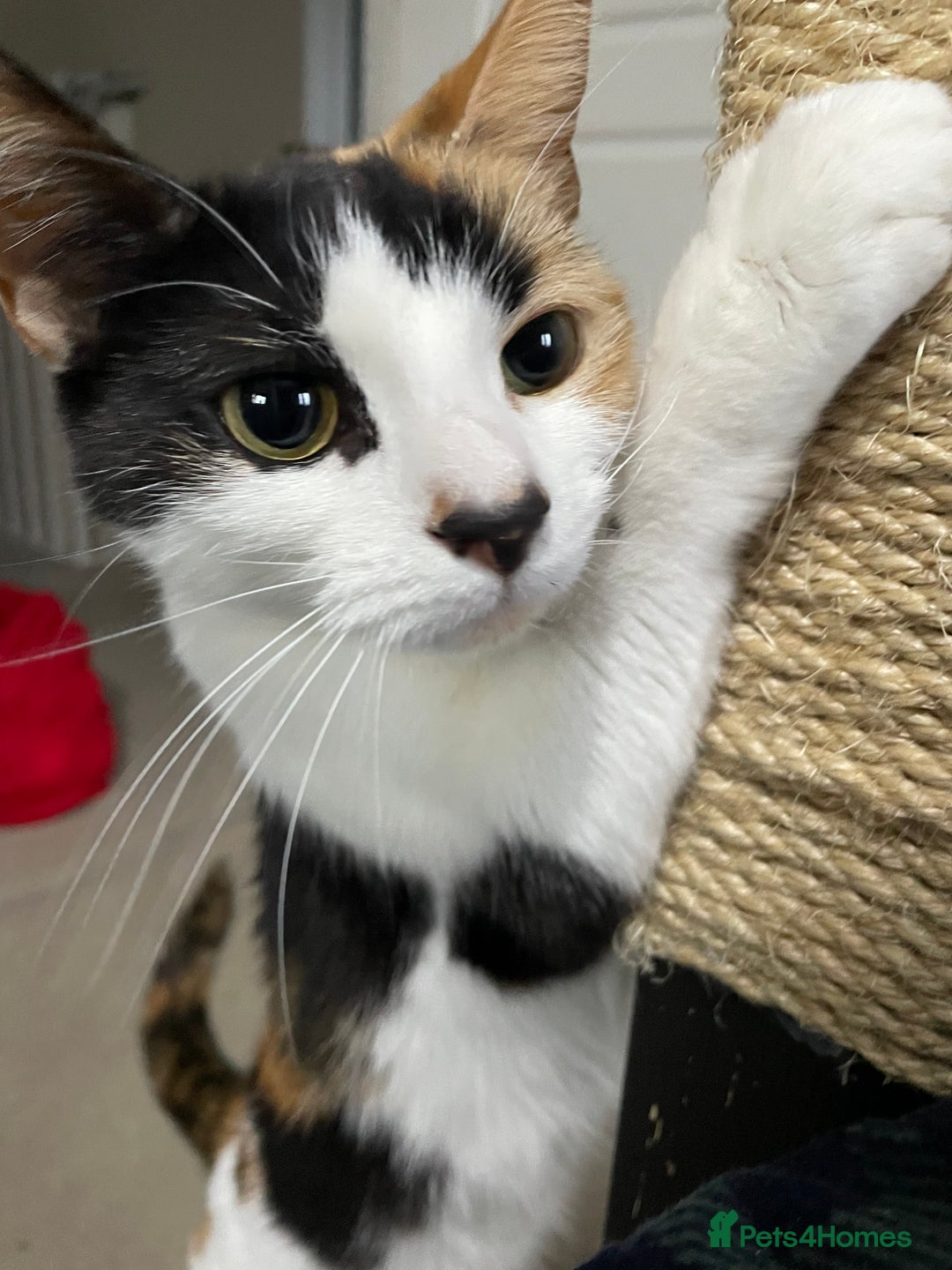 Domestic Shorthair cats for sale: Family cat needs a new home - Advert 10