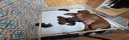 Labrador Retriever dogs for sale: Chocolate labrador retrievers  - Advert 9