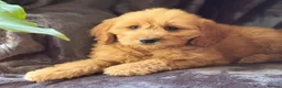 Mini Goldendoodle dogs for sale: Health-Tested Family Happy Sociable Goldendoodles - Advert 31