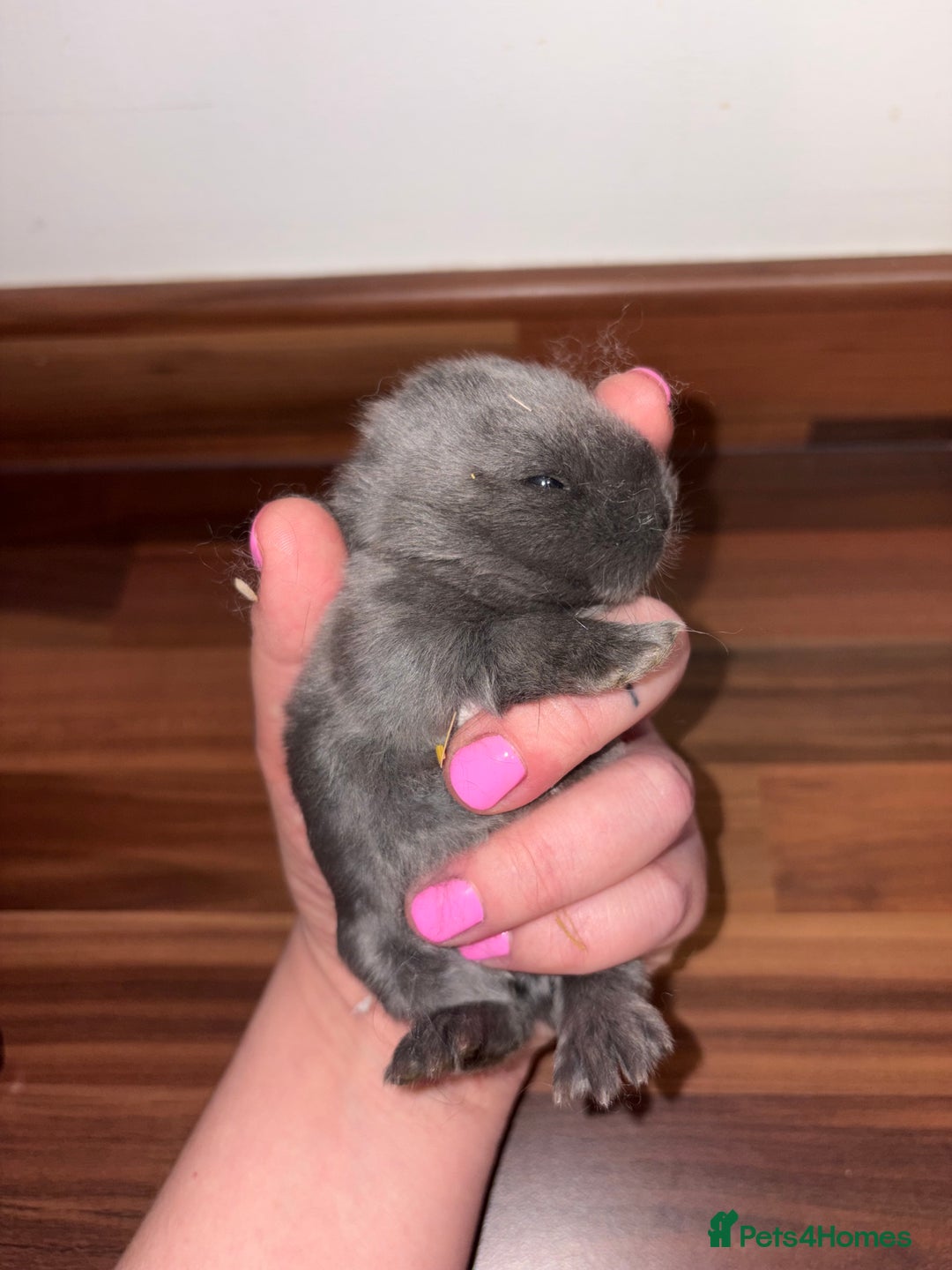 Mini Lop rabbits for sale: Mini Lop bunnies  - Advert 9