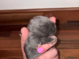Mini Lop rabbits Mini Lop bunnies - Advert 13