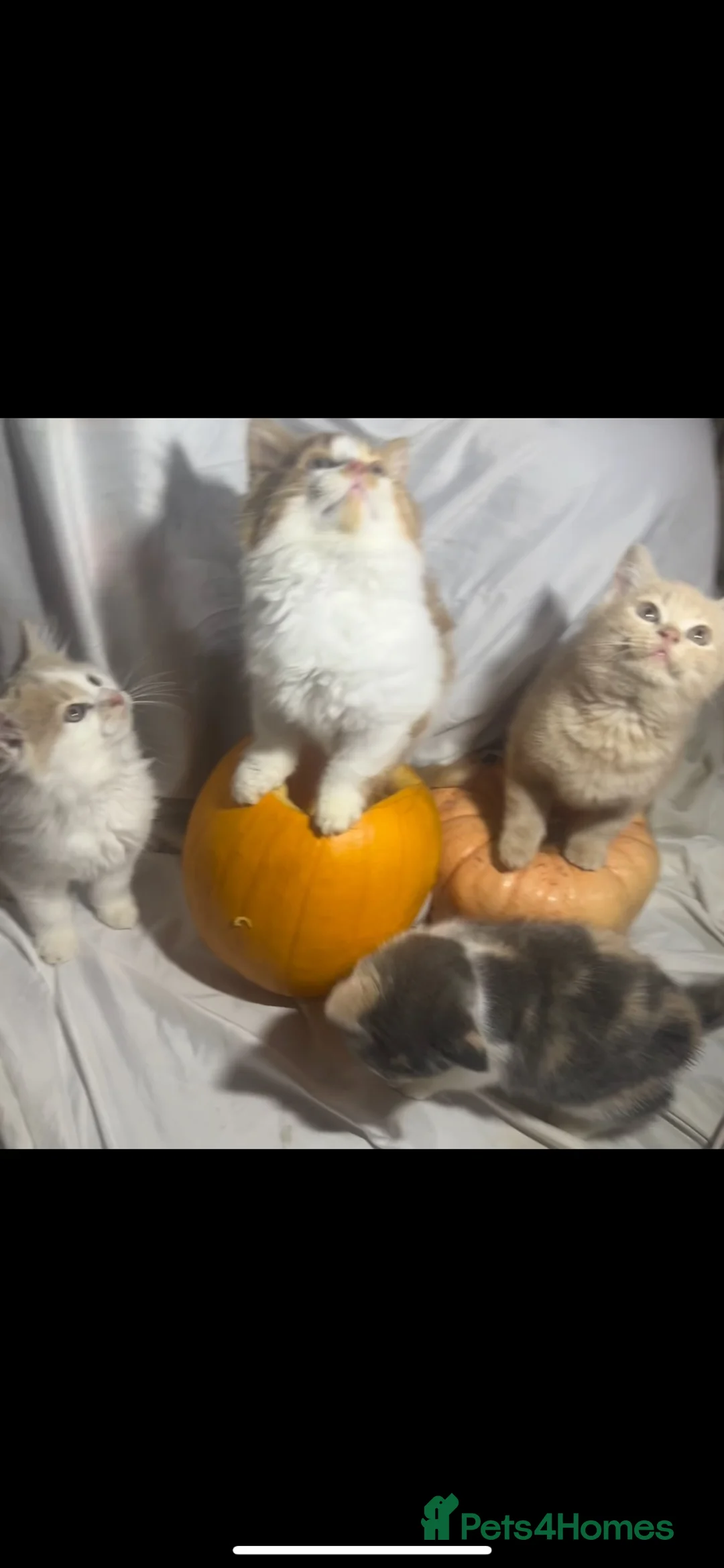 British Longhair cats for sale: 4 little pumpkins ready for autumn  - Advert 10