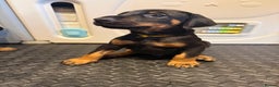 Dobermann dogs for sale: Litter of 9 beautiful Doberman puppies - Advert 7
