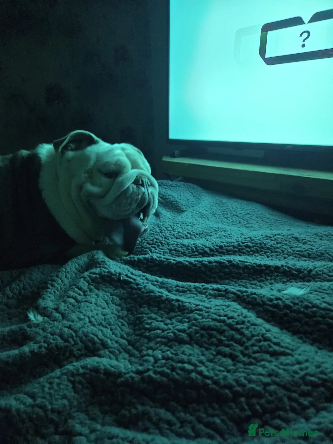 English Bulldog dogs for sale: Lady our birtsh bulldog  - Advert 3