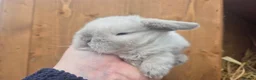 Mini Lop rabbits for sale: 🧡Absolutely gorgeous mini lop babies 🧡 - Advert 24