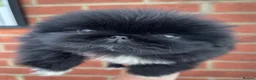 Pekingese dogs for sale: 💙Stunning Black KC registered Pekingese Puppy💙 - Advert 4
