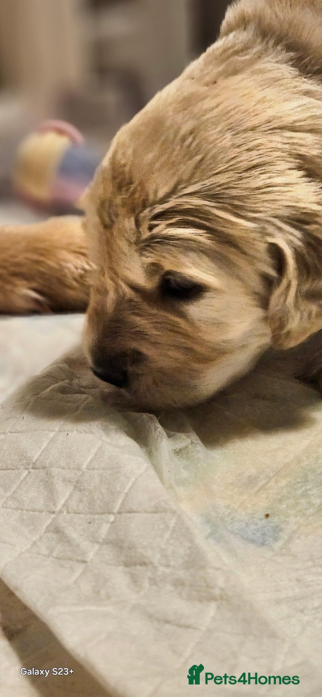 Golden Retriever dogs for sale: Beautiful chunky cream/golden retrievers  - Image 15