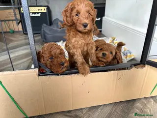Cockapoo dogs F1B miniature cockapoo puppies. - Advert 9