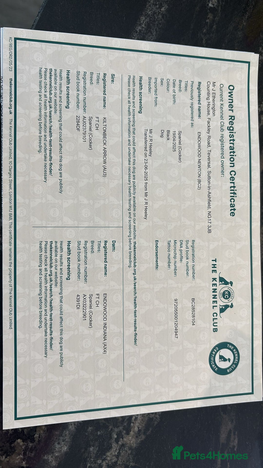 Cocker Spaniel dogs for sale: Part trained cocker spaniel - Advert 1