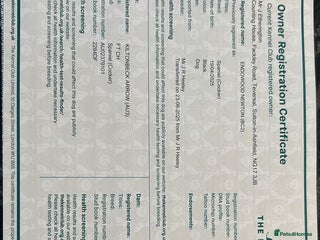 Cocker Spaniel dogs Part trained cocker spaniel - Advert 14