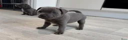Staffordshire Bull Terrier dogs for sale: Blue Stafford bull terriers  - Advert 15