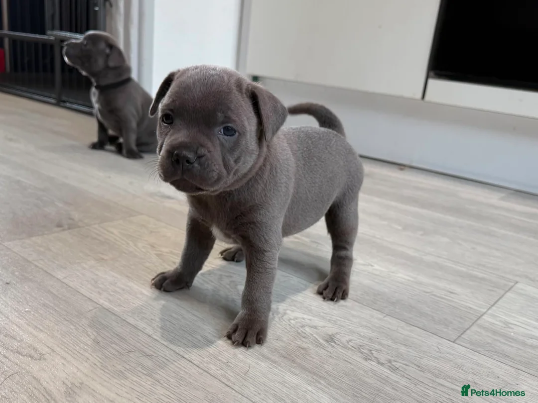 Staffordshire Bull Terrier dogs for sale: Blue Stafford bull terriers  - Advert 15
