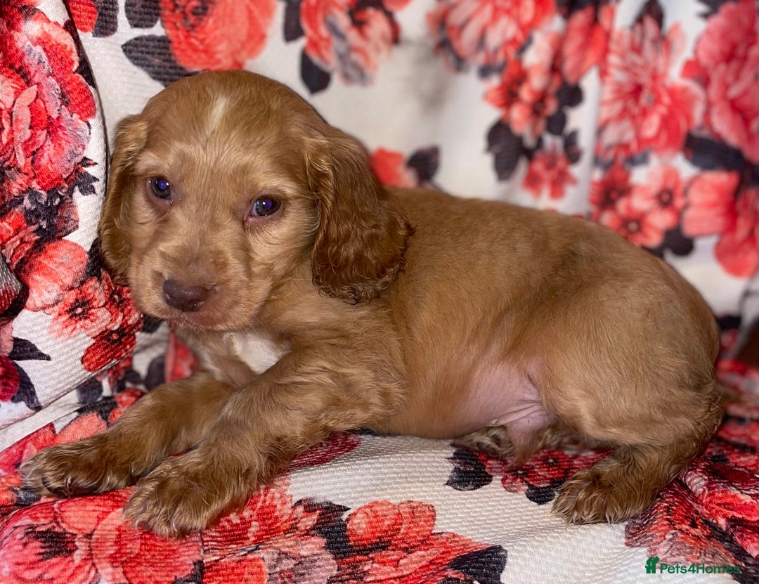 Cocker Spaniel dogs for sale: Beautiful golden puppies ready to leave now! - Advert 7