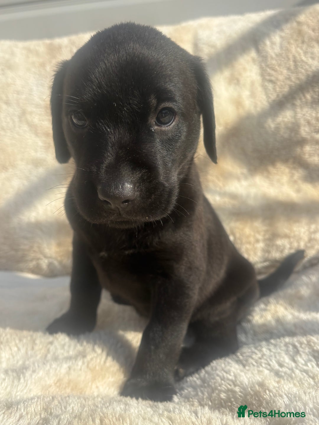 Labrador Retriever dogs for sale: 8 Kennel club reg  health tested chunky Labradors  - Image 29