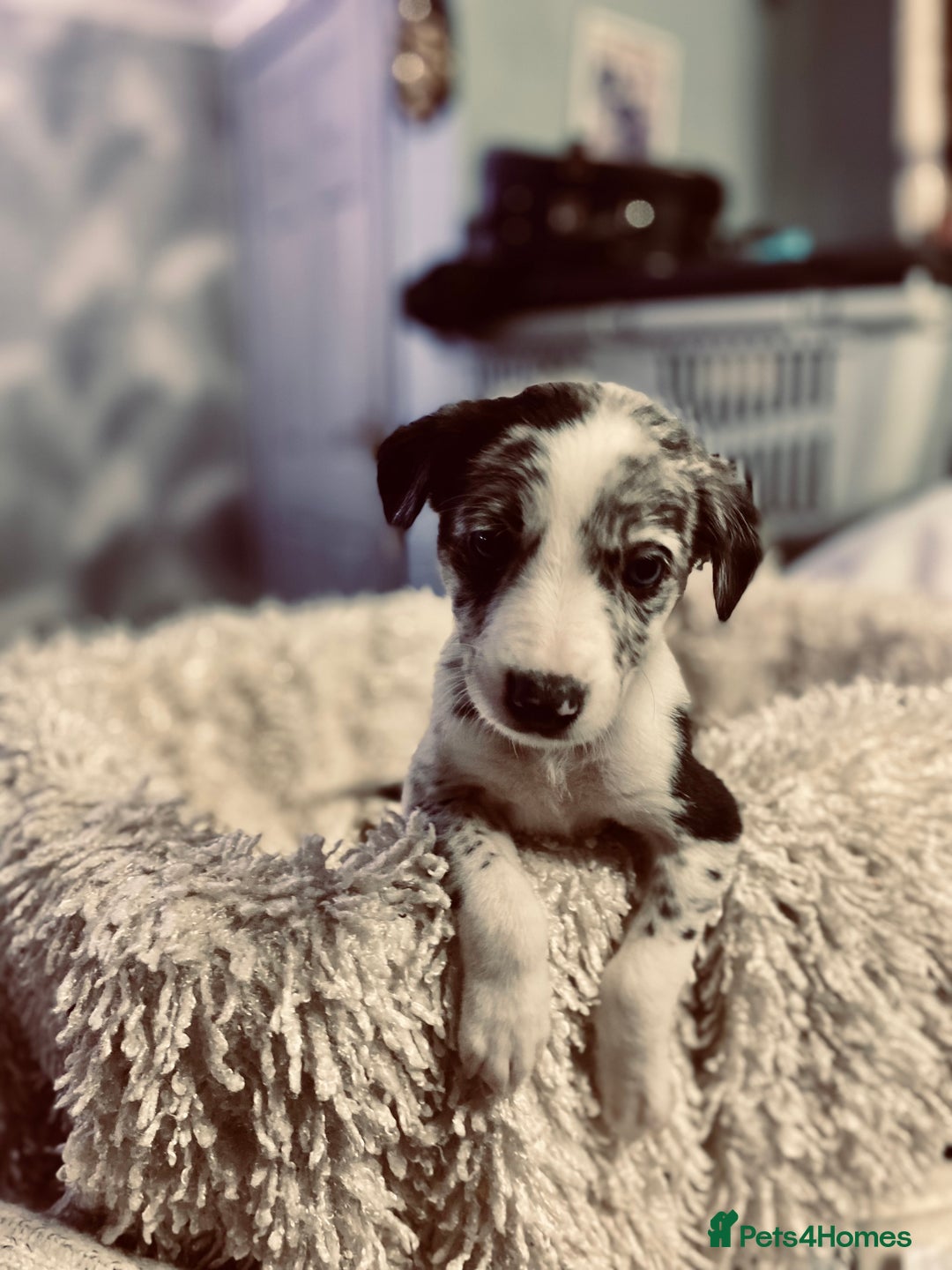 Mixed Breed dogs for sale: Collie lurcher greyhound mix - Advert 13