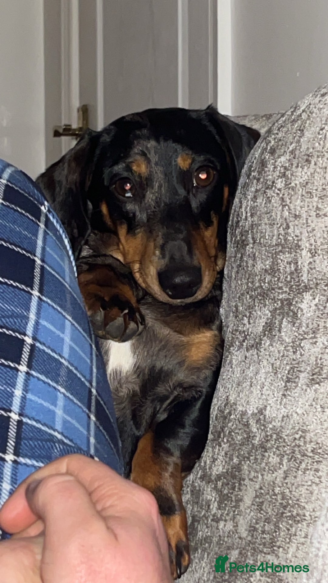 Miniature Dachshund dogs for sale: Mini Dachshund - Advert 2