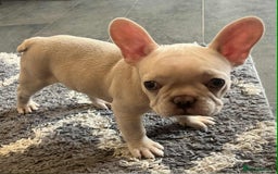 French Bulldog dogs for sale: Beautiful non kc female  - Image 2
