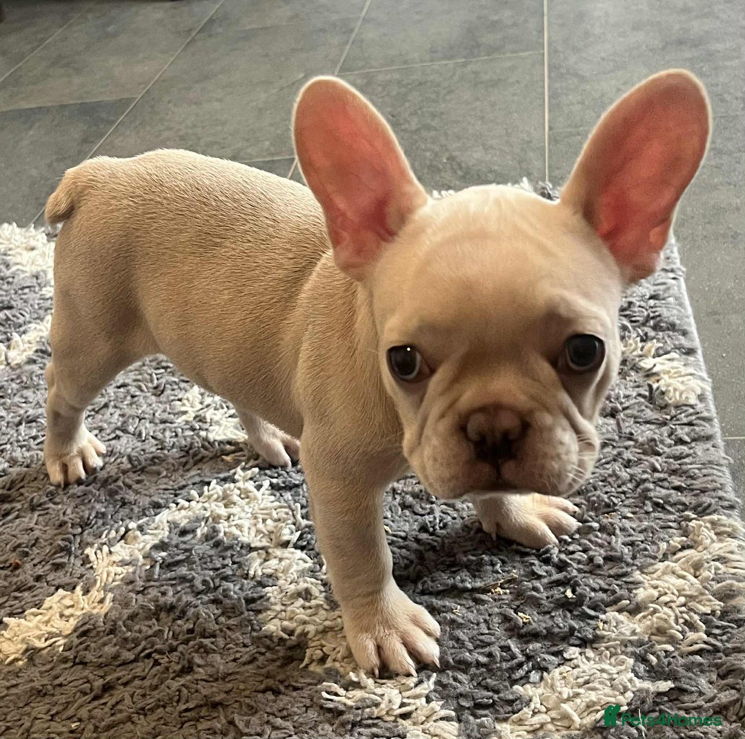 French Bulldog dogs for sale: Beautiful non kc female  - Image 2
