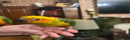 Conures birds for sale: Handreared baby sun conures - Advert 3