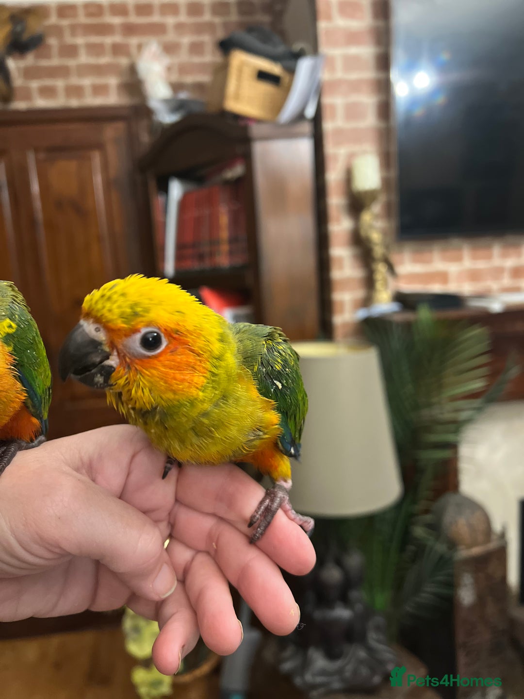 Conures birds for sale: Handreared baby sun conures - Advert 3