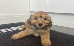 Cavapoochon dogs for sale: Beautiful Cavapoochon puppies for sale  - Image 17