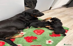 Rottweiler dogs for sale: Rottweiler puppys - Advert 1