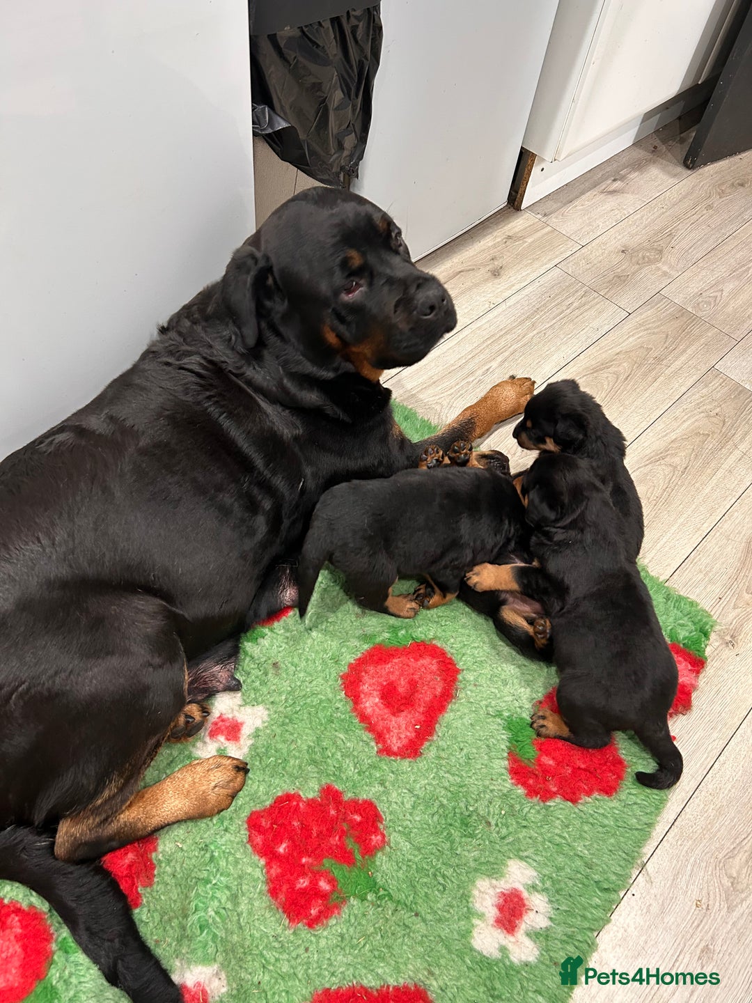 Rottweiler dogs for sale: Rottweiler puppys - Advert 1