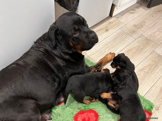 Rottweiler dogs Rottweiler puppys - Advert 1